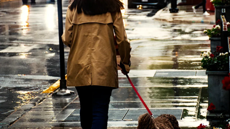 Top Tips for Using Anti-Slip Leashes on Rainy Walks with Energetic Puppies