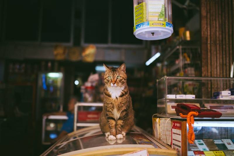 Tofu Cat Litter Supply: The Premium Selangor Guide (2026)