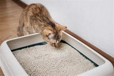 Gradual transition to tofu cat litter in a Malaysian home, showing a mixture of old and new litter for a stress-free switch